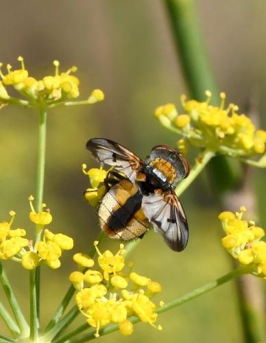 Ectophasia crassipennis